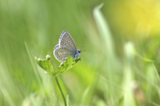 Hauhechel blue butterfly (Polyommatus icarus), male, blue, green, meadow, close-up, North