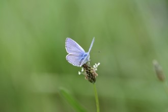 Blue-winged blue butterfly (Polyommatus icarus), male, blue, green, meadow, close-up, North