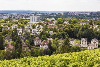 View from the Neroberg over the vineyard and villas from the Wilhelminian era in Wiesbaden, Hesse,