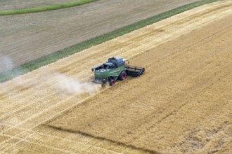 A combine harvester drives through a cornfield and harvests the grain while dust is stirring up,