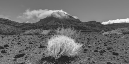 Faded gorse and the peak of Montaña Guajara surrounded by trade clouds, also: Alto de Guajara, 2715