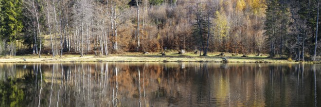 Late autumn, water reflection in moor pond, autumn, near Oberstdorf, Oberallgäu, Allgäu, Bavaria,