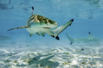 Juvenile young blacktip reef shark (Carcharhinus melanopterus) swims across sand in shallow lagoon