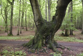 Beech forest in Jasmund National Park on the island of Rügen, Mecklenburg-Western Pomerania,