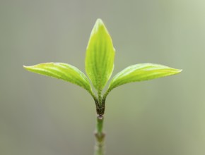 Red dogwood (Cornus sanguinea), young leaves, fresh leaf shoots, Lower Saxony, Germany