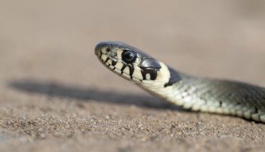 Grass snake (Natrix natrix), portrait, Lower Saxony, Germany
