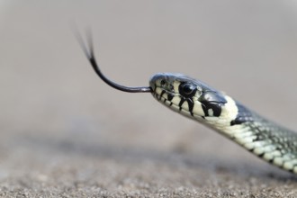 Grass snake (Natrix natrix), portrait, tonguing, forked tongue, Lower Saxony, Germany