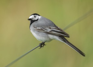 Wagtail (Motacilla alba) standing on a wire fence, Lower Saxony, Germany