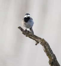 Wagtail (Motacilla alba) standing on a branch, Lower Saxony, Germany