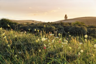 Rubjerg Knude lighthouse on the horizon, walkers on hiking dune, evening mood in summer, Løkken,