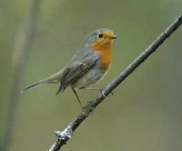 Robin (Erithacus rubecula) on a branch, Lower Saxony, Germany