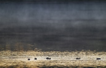 Crickente (Anas crecca), crickenten looking for food on a lake, morning light, clouds of fog, Lower