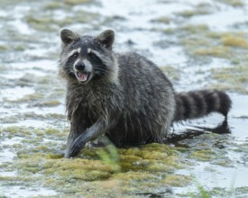 Raccoon (Procyon lotor), looking for food in the shallow water zone of a lake, Lower Saxony,