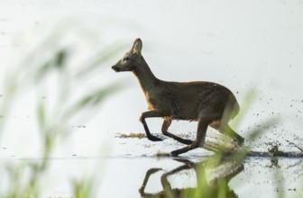 Deer (Capreolus capreolus), young roebuck running through the shallow water zone of a lake, Lower