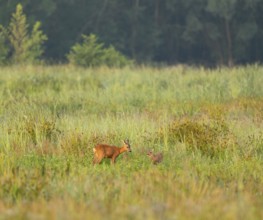 Deer (Capreolus capreolus), ricke and fawn stand on a wet meadow, Lower Saxony, Germany