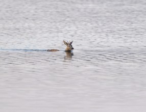 Deer (Capreolus capreolus), young roebuck swimming through a lake, Lower Saxony, Germany
