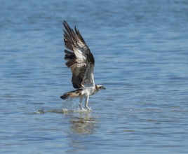 Osprey (Pandion haliaetus) flies over a blue water surface of a lake while hunting fish, Lower