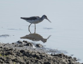 Green thighs (Tringa nebularia) looking for food in the shallow water zone of a body of water,
