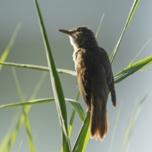 Thrush warbler (Acrocephalus arundinaceus) on a reed, reed (Phragmites australis), Lower Saxony,