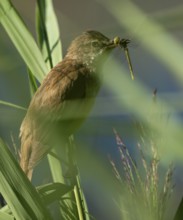Bluebird (Acrocephalus arundinaceus) on a reed stalk, reed (Phragmites australis), with prey