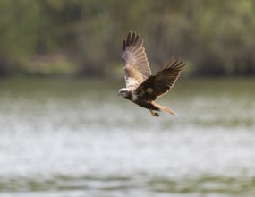 Harrier (Circus aeruginosus), female searching for food in flight, Lower Saxony, Germany