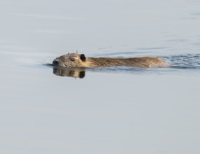 Nutria (Myocastor coypus) swims on a lake, Lower Saxony, Germany