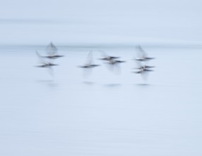 Heron duck (Aythya fuligula), heron flying over a lake, motion blur, long exposure, pull, mopping