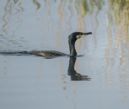 Cormorant (Phalacrocorax carbo) swims on a lake, Lower Saxony, Germany