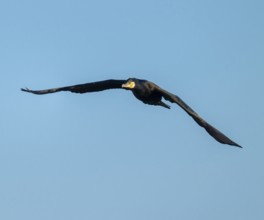Cormorant (Phalacrocorax carbo) in flight, blue sky, Lower Saxony, Germany