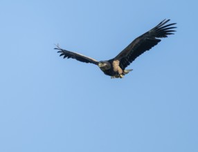 White-tailed eagle (Haliaeetus albicilla) in flight looking for food, blue sky, Lower Saxony,