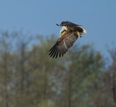 White-tailed eagle (Haliaeetus albicilla) in flight looking for food, Lower Saxony, Germany