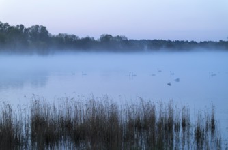 Lake and birds on water in front of sunrise, clouds of fog, Lower Saxony, Germany