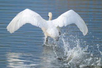 Humped swan (Cygnus olor) takes off from a lake, blue water, Lower Saxony, Germany