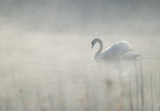 Silted swan (Cygnus olor) swims in impressive position on a lake, fog, Lower Saxony, Germany