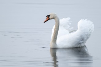 Silted swan (Cygnus olor) swims in impressive position on a lake, Lower Saxony, Germany