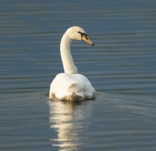 Silted swan (Cygnus olor) swimming on a lake, blue water, Lower Saxony, Germany