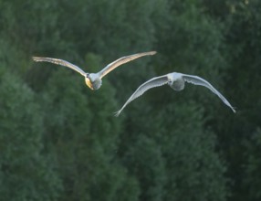 Silted swan (Cygnus olor), two swans in flight, Lower Saxony, Germany