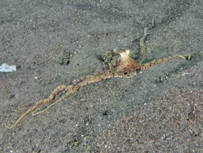 A marbled octopus (Amphioctopus aegina) spreads on sandy seabed. Puri Jati Dive Site, Umeanyar,