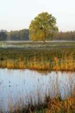 Wetland, lake, pedunculate oak (Quercus robur) in warm morning light, Lower Saxony, Germany