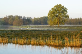 Wetland, lake, pedunculate oak (Quercus robur) in warm morning light, Lower Saxony, Germany