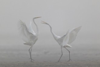Great Egret, (Egretta alba) Warring Great Egret in the Mist, Lusatia, Saxony, Germany
