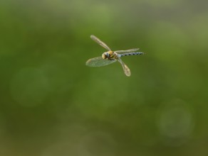Blue-green mosaic maiden (Aeshna cyanea) flying, Lower Saxony, Germany