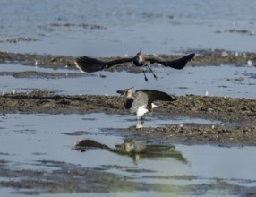 Lapwing (Vanellus vanellus), two lapwings attack each other in flight in the shallow water zone of