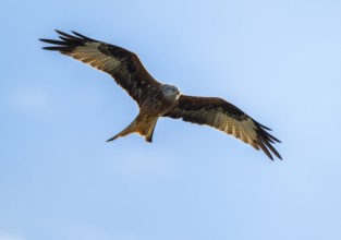 Red kite (Milvus milvus) in flight looking for food, blue sky, Lower Saxony, Germany