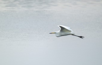 Great egret (Ardea alba) flies over a body of water, Lower Saxony, Germany