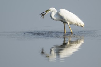 Great egret (Ardea alba) stands in the shallow water zone of a wetland with a fish in its beak,