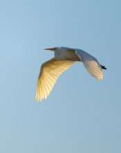 Great egret (Ardea alba) in flight, in warm orange morning light, blue sky, Lower Saxony, Germany