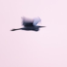Great egret (Ardea alba) in flight, motion blur, long exposure, puller, wiping effect, Lower