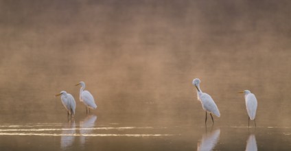 Great egrets (Ardea alba) stand in warm orange morning light in the shallow water zone of a lake