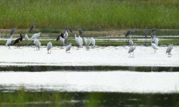 Great egret (Ardea alba) and black storks (Ciconia nigra) in the shallow water zone of a pond,